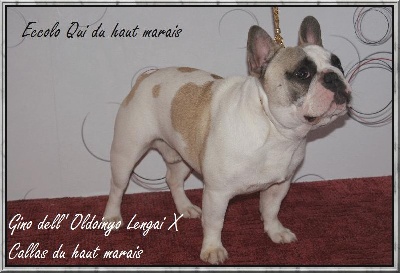 des jardins d'Osiris - Dog Show du Luxembourg